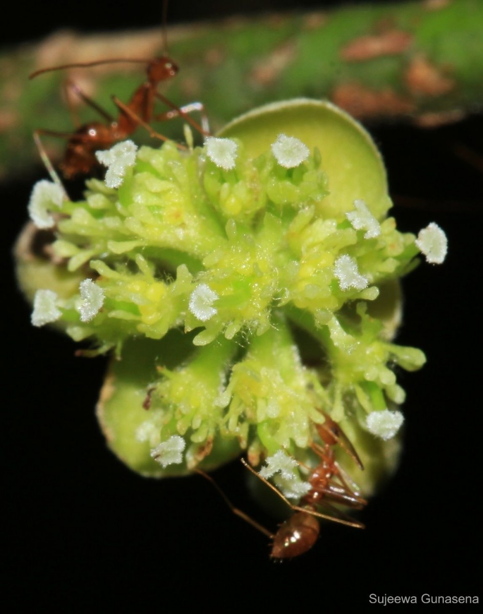 Litsea glutinosa (Lour.) C.B.Rob.